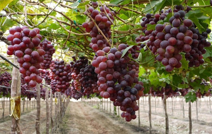 Cara menanam anggur di halaman rumah