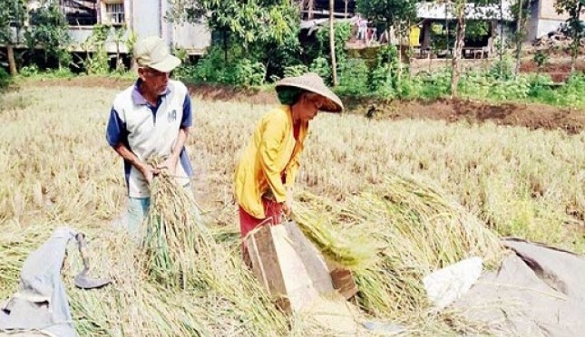 TNI Beri Pinjaman Lunak untuk Petani