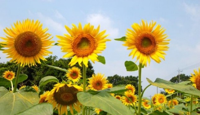 Cara Mudah Mengeringkan Bunga Matahari