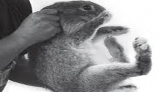 Cara gambar kelinci