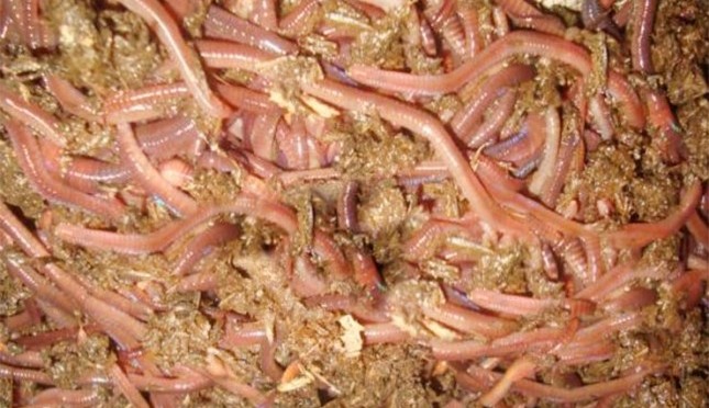 Sebutkan beberapa hal yang perlu diperhatikan dalam pemberian pakan pada cacing tanah