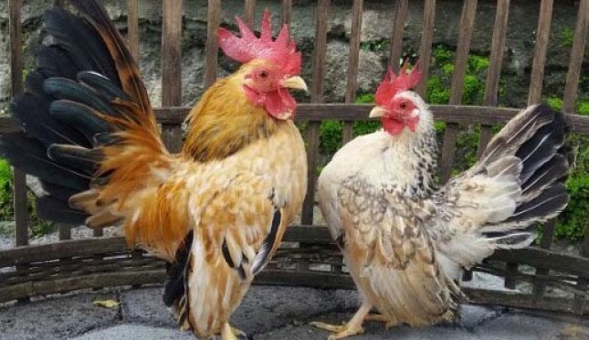 Serama ayam Ayam Serama
